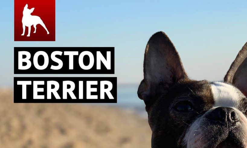 BEST Boston Terrier Dogs Compilation ?? (Funny Dogs & Cute Puppies You MUST SEE)