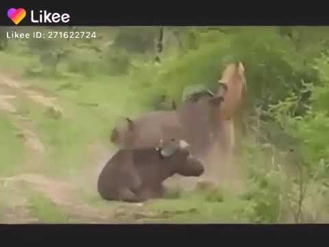 BUFFALO KILLING LION ANIMAL FIGHT