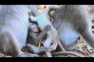 Babies Monkey Playing Happily | Baby JANNA & Friends Funniest , #315