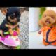 Baby Animals ? Videos Compilation cute moment of Dogs and Cats (2020) Perros y Gatos Recopilación #5