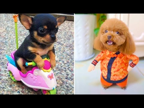Baby Animals ? Videos Compilation cute moment of Dogs and Cats (2020) Perros y Gatos Recopilación #5