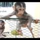 Baby Baly monkey in the cage plays alone, baby monkey is sad​   animal life