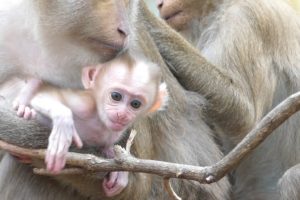 Baby Brenda is playing with mom on the tree