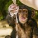 Baby Chimpanzees Playing With Bubbles | BBC Earth