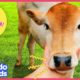Baby Cow Is So Happy When Rescuers Help Her Mom! | Animal Videos For Kids | Dodo Kids