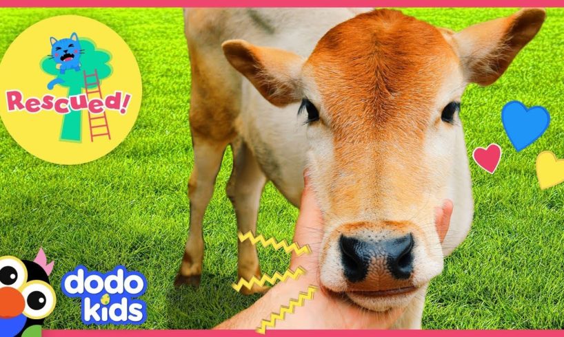 Baby Cow Is So Happy When Rescuers Help Her Mom! | Animal Videos For Kids | Dodo Kids