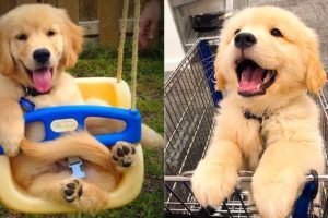 Baby Dogs - Cute and Funny Dog Videos Compilation #20 | Aww Animals