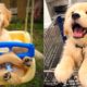 Baby Dogs - Cute and Funny Dog Videos Compilation #20 | Aww Animals