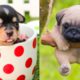 Baby Dogs - Cute and Funny Dog Videos Compilation #21 | Aww Animals