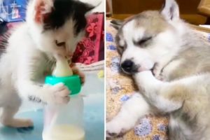 Baby Dogs and Baby Cats - Cute animlas doing funny things 2020 | Soo Cute