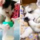 Baby Dogs and Baby Cats - Cute animlas doing funny things 2020 | Soo Cute