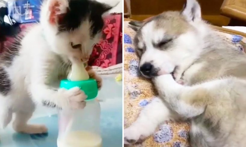 Baby Dogs and Baby Cats - Cute animlas doing funny things 2020 | Soo Cute