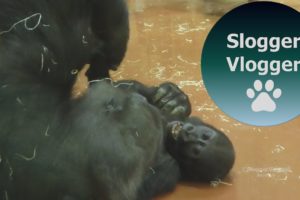 Baby Gorilla Indigo Plays With Gorilla Liesel