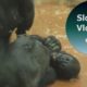 Baby Gorilla Indigo Plays With Gorilla Liesel
