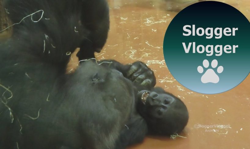 Baby Gorilla Indigo Plays With Gorilla Liesel
