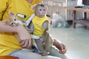 Baby Monkey Mori And Kitty Cat Happy Play With Mom In Door