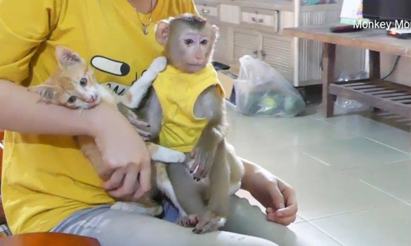 Baby Monkey Mori And Kitty Cat Happy Play With Mom In Door