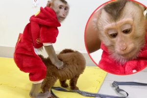 Baby Monkey | Reaction DouDou Playing With Benly