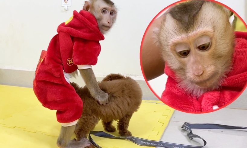 Baby Monkey | Reaction DouDou Playing With Benly