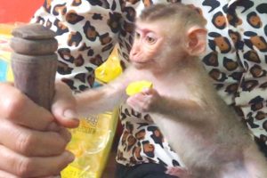 Baby Monkey Zono Want To Help Grandma Cook, She Hold Leg Baby Monkey Zono Cause He Play Much