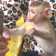 Baby Monkey Zono Want To Help Grandma Cook, She Hold Leg Baby Monkey Zono Cause He Play Much