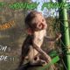 Baby Monkey integrations, New arrivals, baby Samango Monkey Intro - Season 3 ep 11