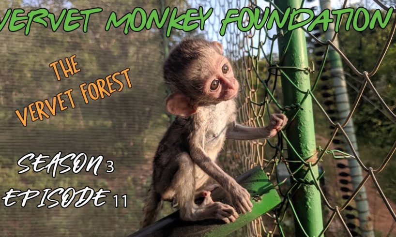 Baby Monkey integrations, New arrivals, baby Samango Monkey Intro - Season 3 ep 11