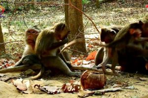 Baby Monkeys Playing Happily on the tree | WildLife Animals