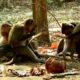 Baby Monkeys Playing Happily on the tree | WildLife Animals