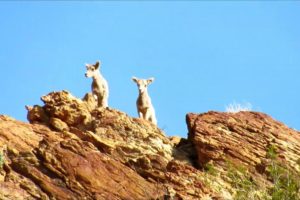 Baby bighorn lambs playing and chasing each other on the mountain in Anza-Borrego Desert
