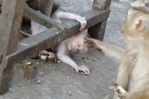 Baby monkey playing fail   Lazy girl Jutta plays failed under table