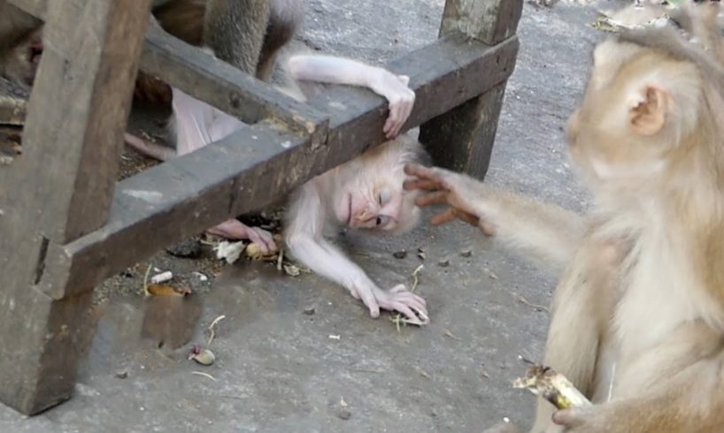 Baby monkey playing fail   Lazy girl Jutta plays failed under table