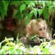 Baby monkey playing in rich nature