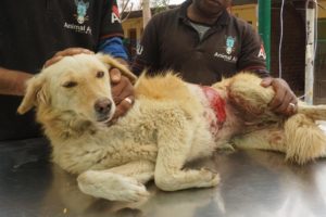 Badly burned but so brave, street dog