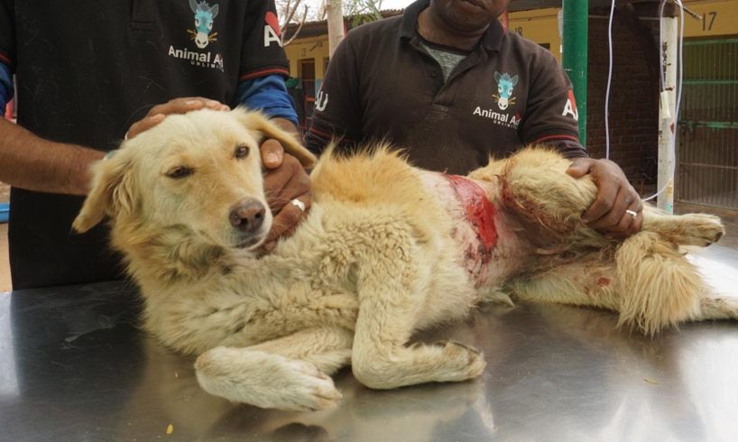 Badly burned but so brave, street dog