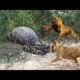 Balaa La Simba Na Joka Noma Giant Snake Vs Lion Amazing Animal Fight Compilation