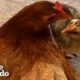 Ben The Rescue Chicken Just Adopted A Chick Who Wasn’t Hers | The Dodo