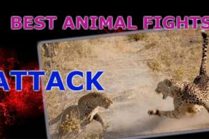 Best animal fights attack. Attack animal. Fights animals. Survival