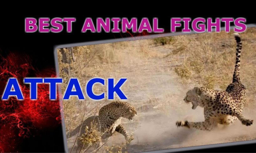 Best animal fights attack. Attack animal. Fights animals. Survival