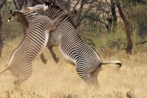 Best of African Animals | Top 5 | BBC Earth