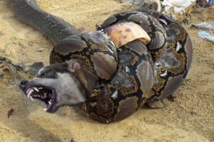 Big Mistake When Python Catch Hunting Dog - When Animals Fight Back