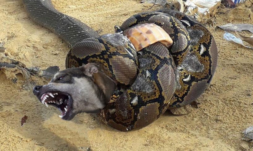 Big Mistake When Python Catch Hunting Dog - When Animals Fight Back