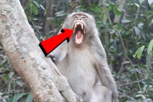 Big  monkey scary, It presents big big teeth monkey for people near it | Monkey Wildlife Video