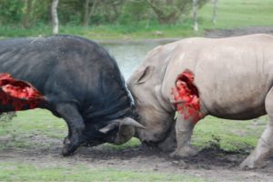 Biggest wild animal fights - Lion vs Rhino - CRAZIEST Animals Attack Caught On Camera – Prin