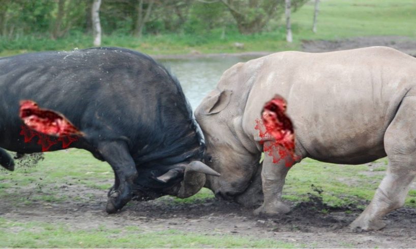 Biggest wild animal fights - Lion vs Rhino - CRAZIEST Animals Attack Caught On Camera – Prin