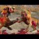 Biggest wild animal fights - Musical EPIC HD