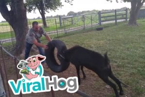 Billy Goat Plays with Tire Swing || ViralHog