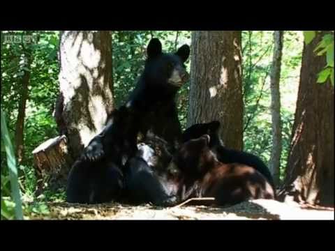 Black Bear Mother and Cubs | Bears | Spy in the Woods | BBC