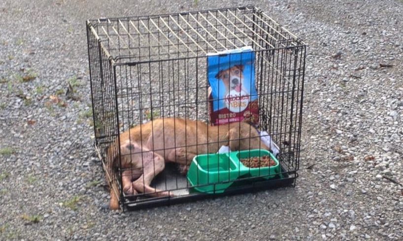 Blind Puppy Abandoned In Cage Gets New Life