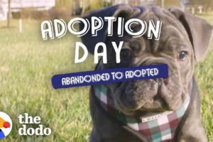 Blind Rescue Puppy Wins Over Every Member Of His New Family | The Dodo Adoption Day